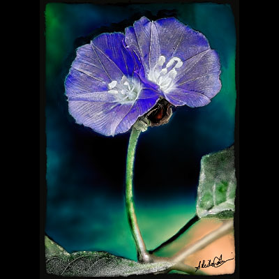 two purple flowers, hugging